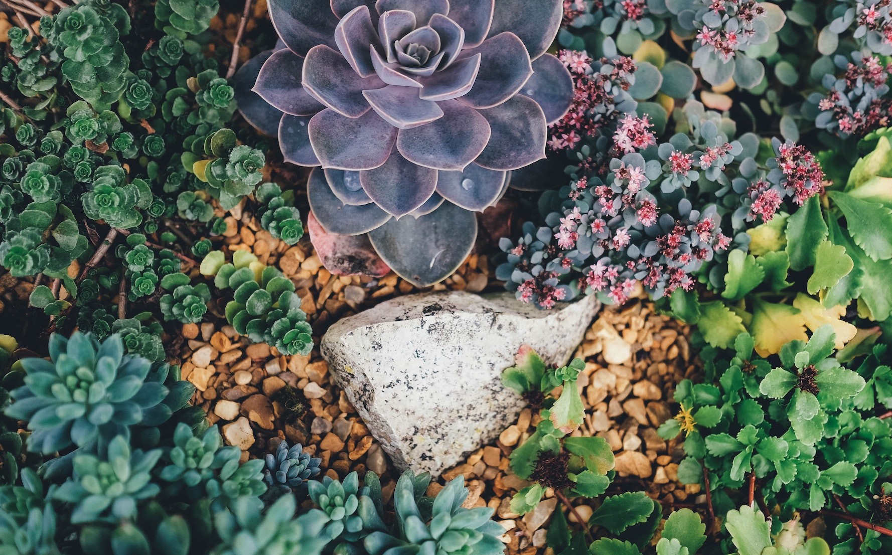 Can Succulents Grow Outdoors?