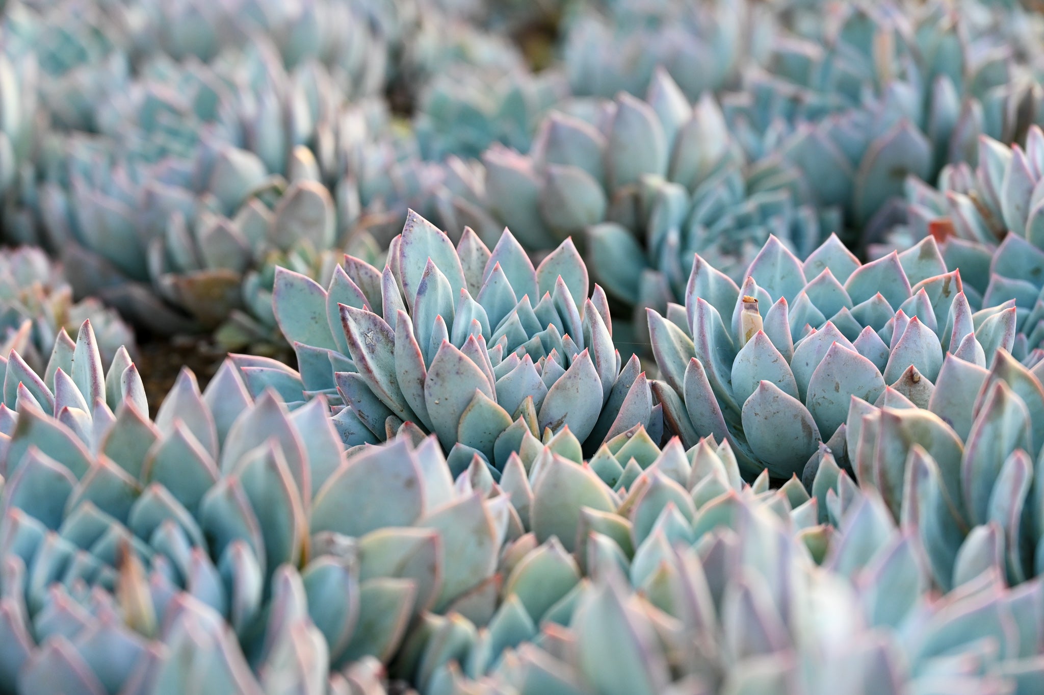 little sleepies succulents Succulent Arrangement