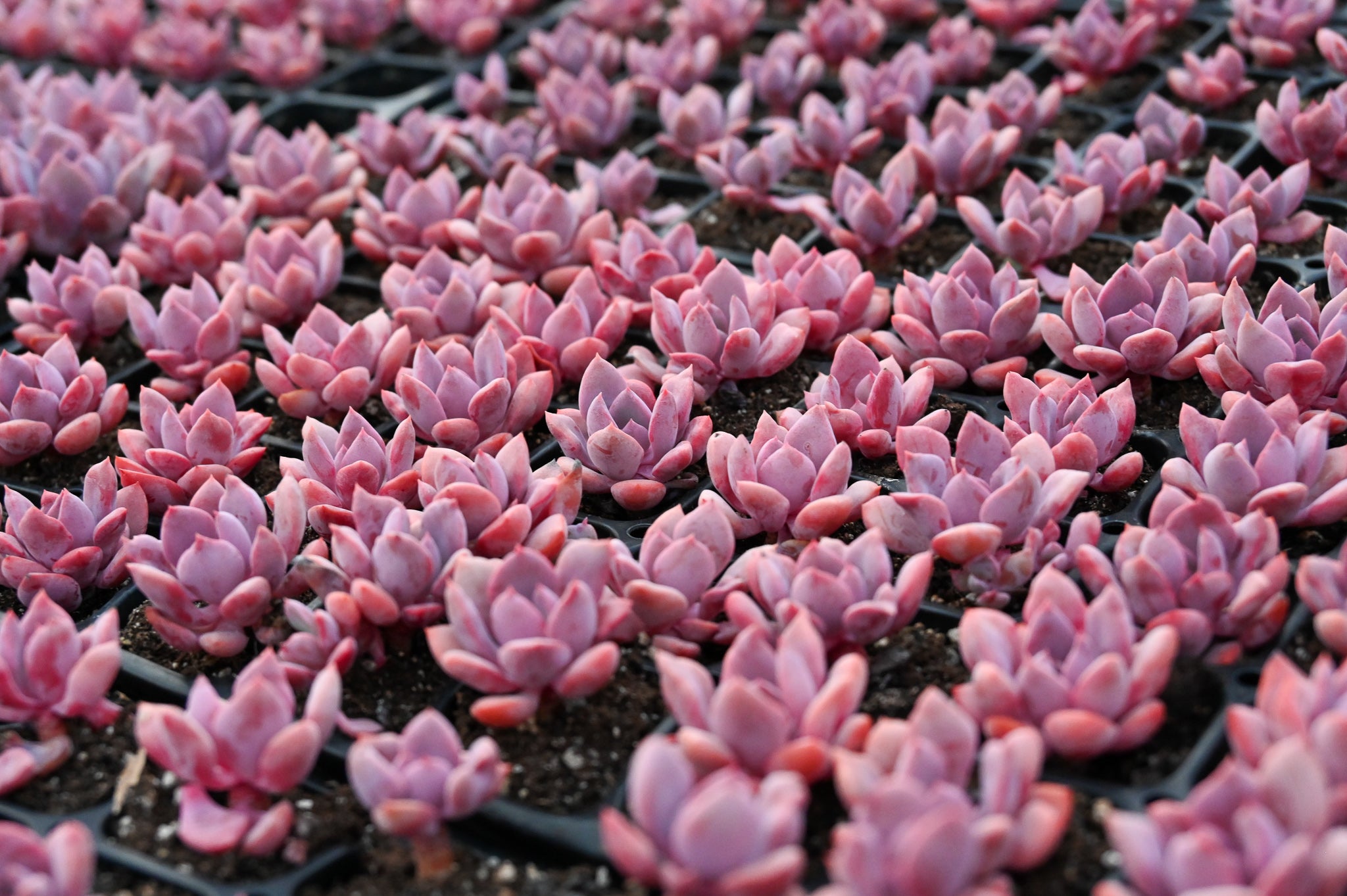 How Do Succulents Hold Water?
