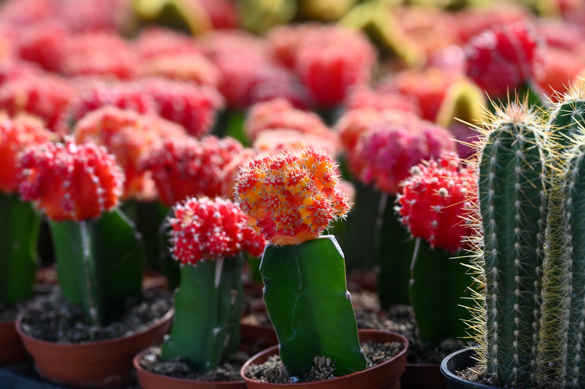 What is a Moon (Graft) Cactus? Everything to Know About Moon Cactus