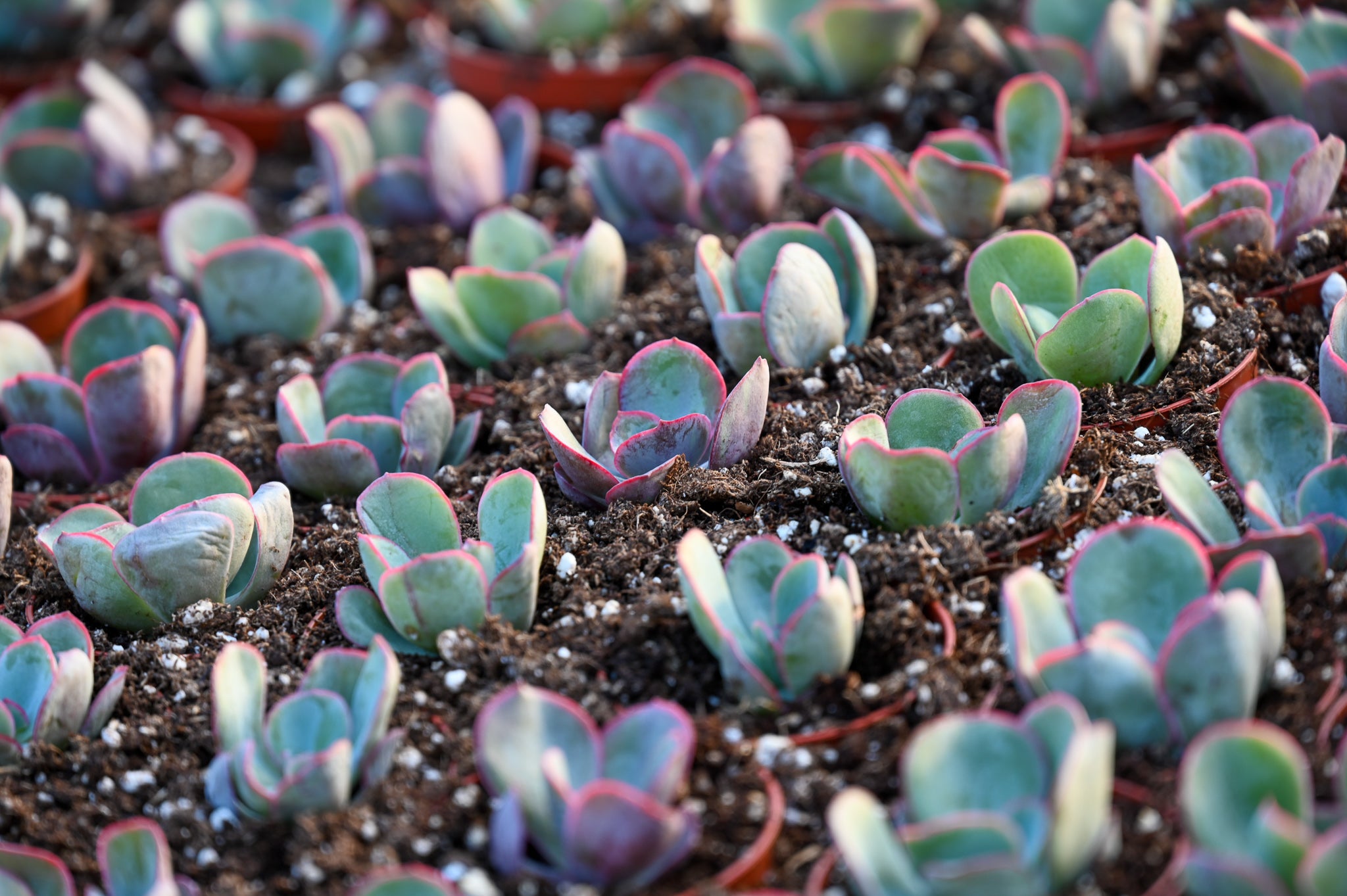 What Ate My Succulents? The 3 Things to Do When Succulents Start to Di
