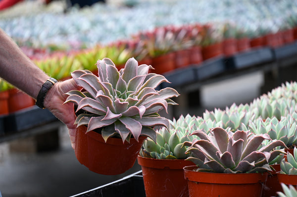 Succulents Are Good Buys For Good Health