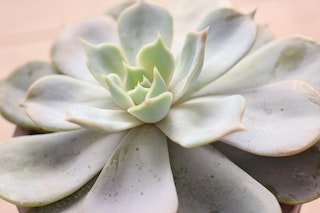 How to Care for Echeveria Succulents| Echeveria Succulent Care