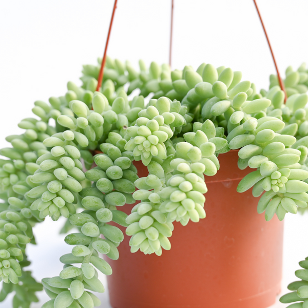 6 New-for-You Succulent Plants from SUCCULENT MARKET