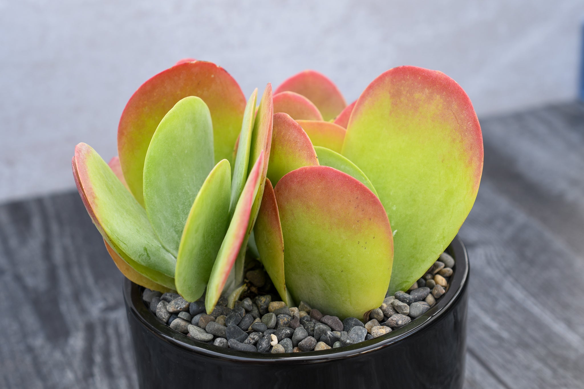 zz plant variegated Zamioculcas zamifolia 'ZZ' aurea variegated *Growers Choice* main image 1