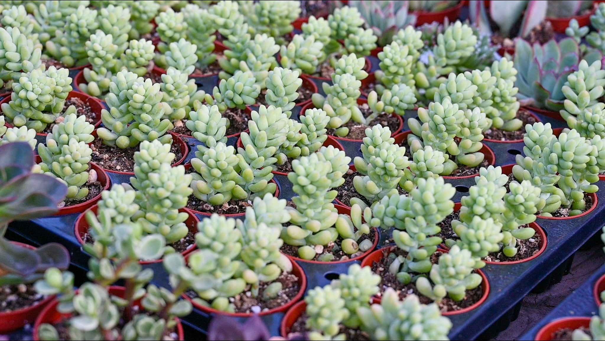 What Are the Most Popular Plants?