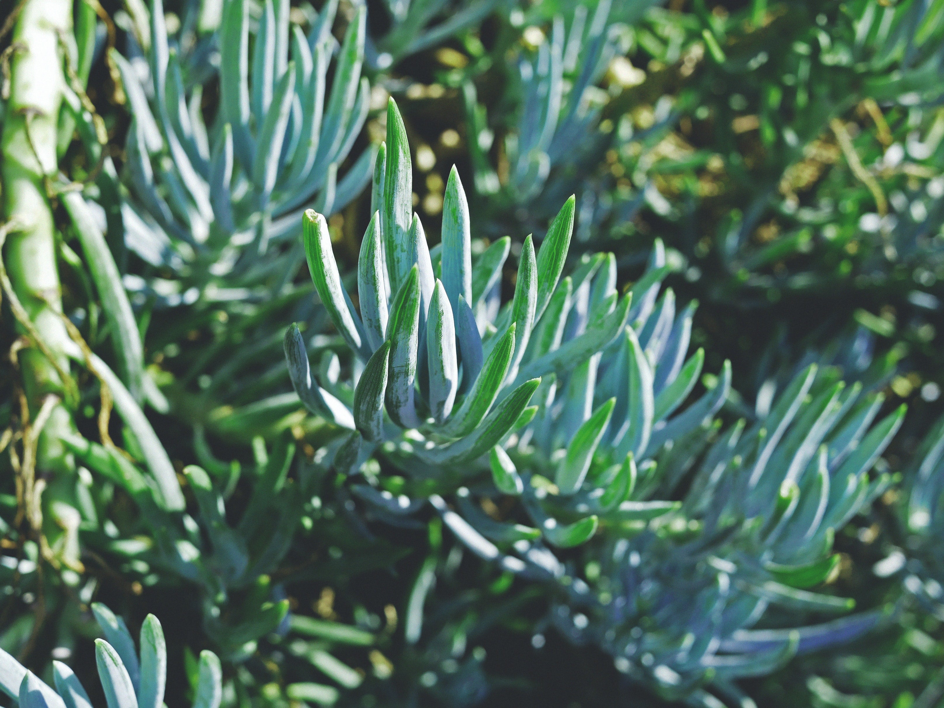 What's a senecio?