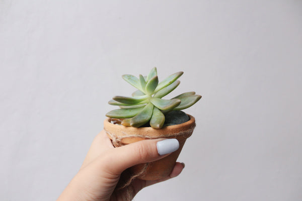 6 Signs of Succulent Sickness (& Solutions!)