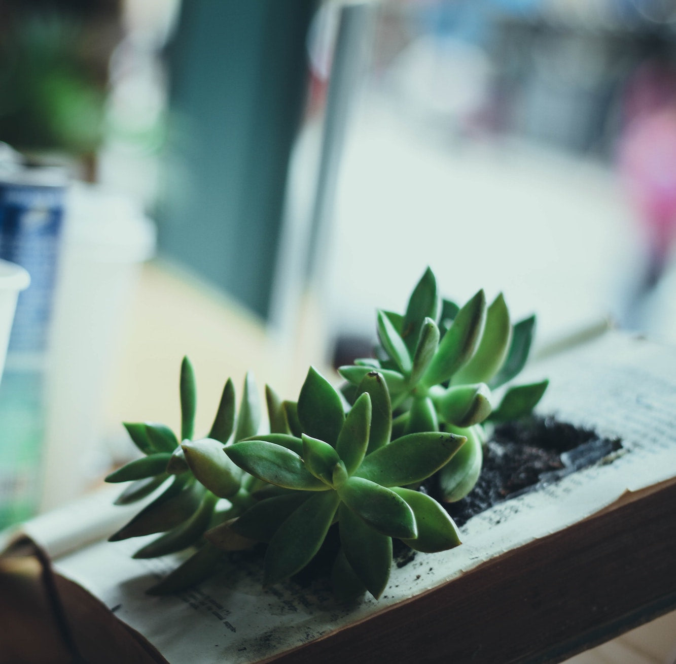 Leggy Succulents| What To Do When Your Succulents Get Leggy
