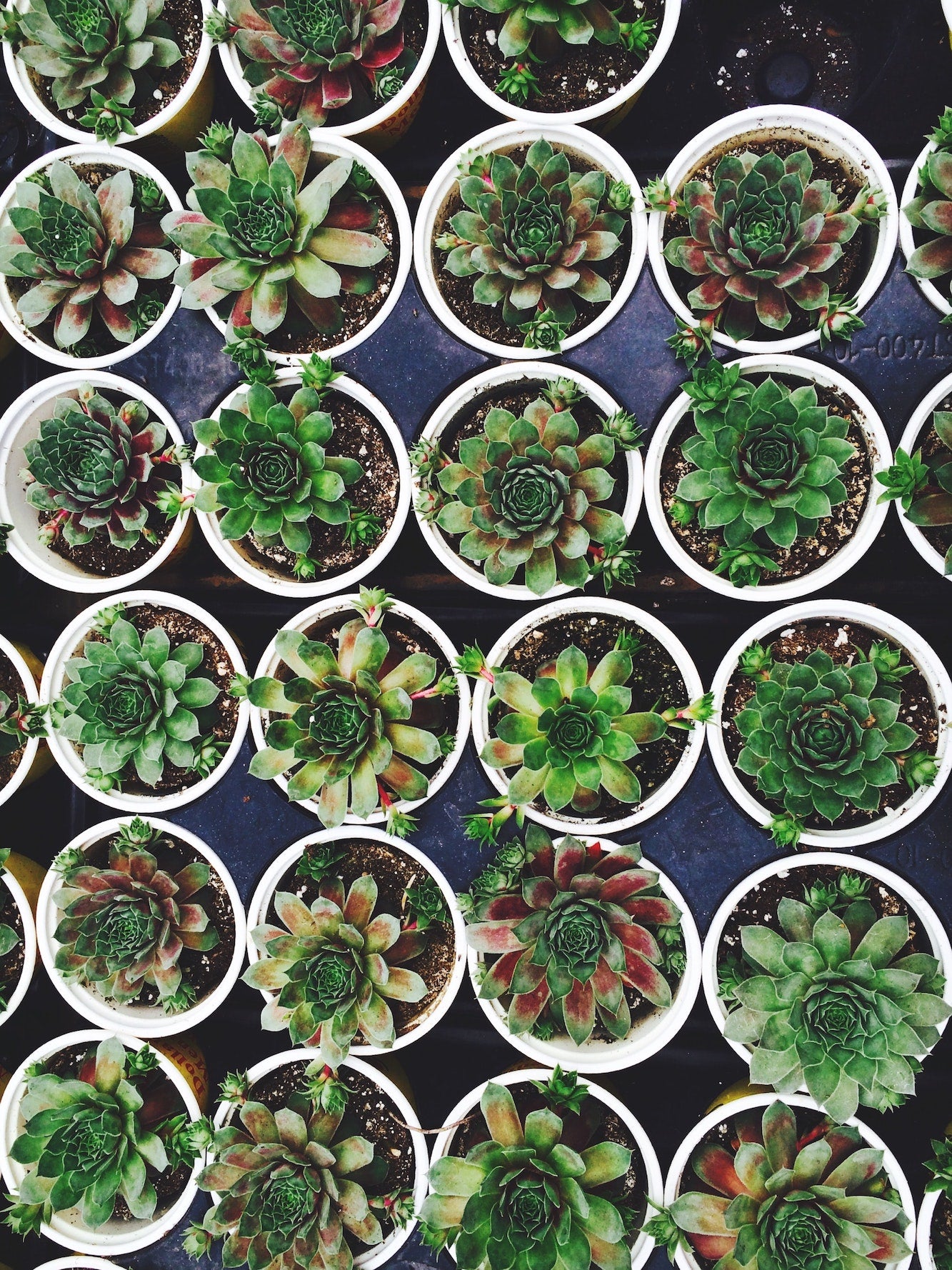 Why Are My Succulents Dying? Learn How to Keep Succulents from Dying