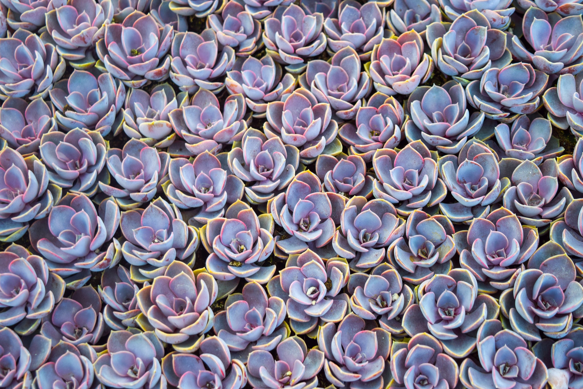 Buy Succulent Plants OnlineSucculent Plants for SaleSucculent Plants