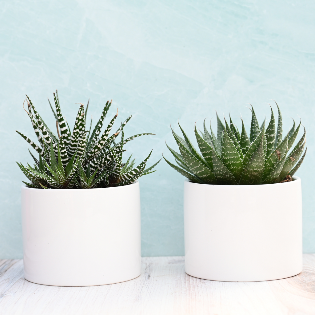 succulent plants in white pots Potted Indoor Succulents for Sale| Indoor Succulents or Sale