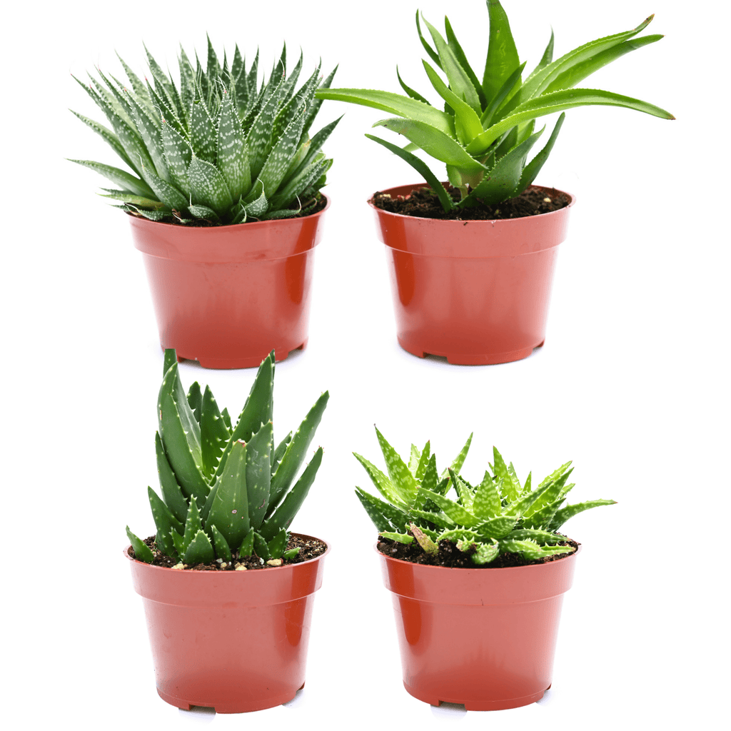 Indoor Succulents for Sale|Buy Succulents in Bulk|Succulents for Sale