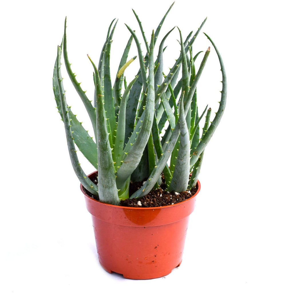 blue elf succulent propagation Buy Aloe Blue Elf | Blue Succulents for Sale