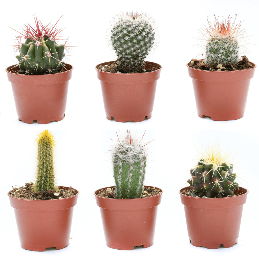 wholesale succulents and cacti Bulk 50 Pack 2 inch Cactus containers