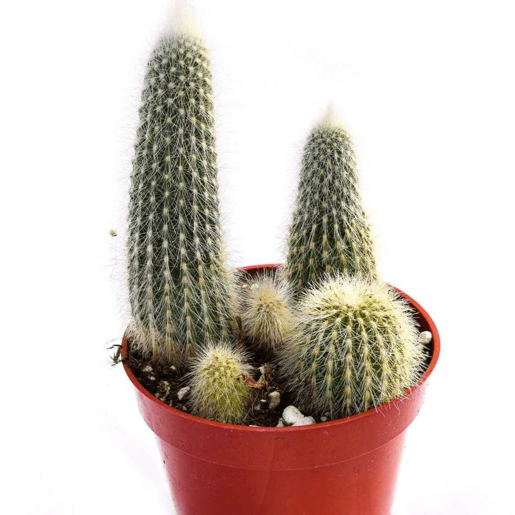 Cactus for Sale Buy Cactus Online Live Cactus Plants for Sale