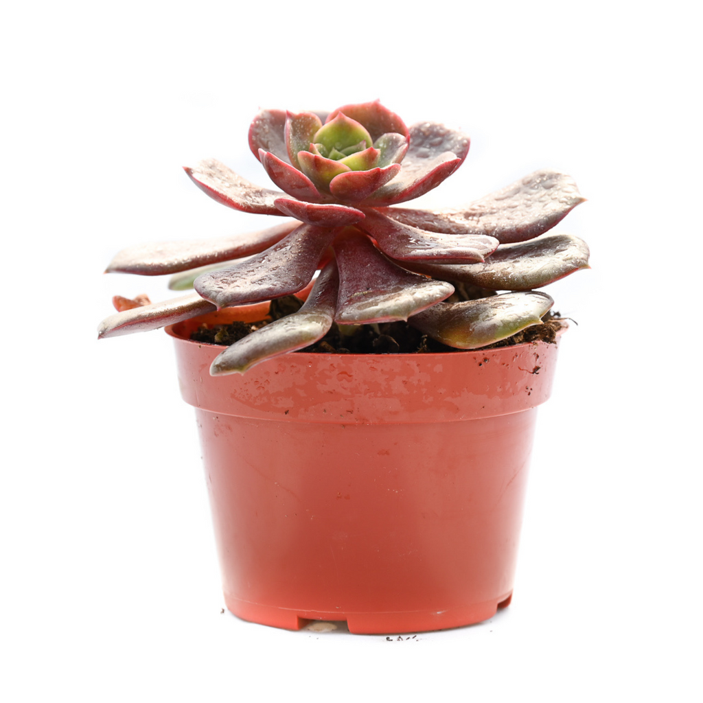 echeveria agavoides succulent Echeveria Agavoides Mont