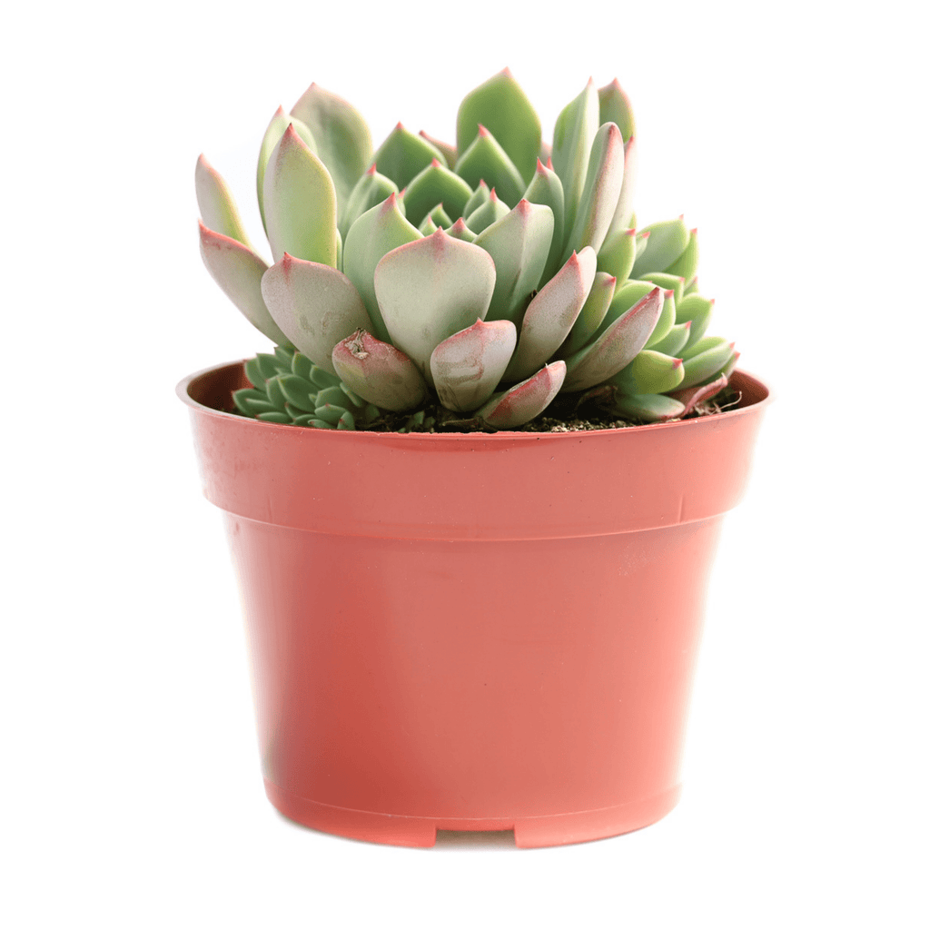 zebra succulent plant Haworthia Zebra Plant main image 1