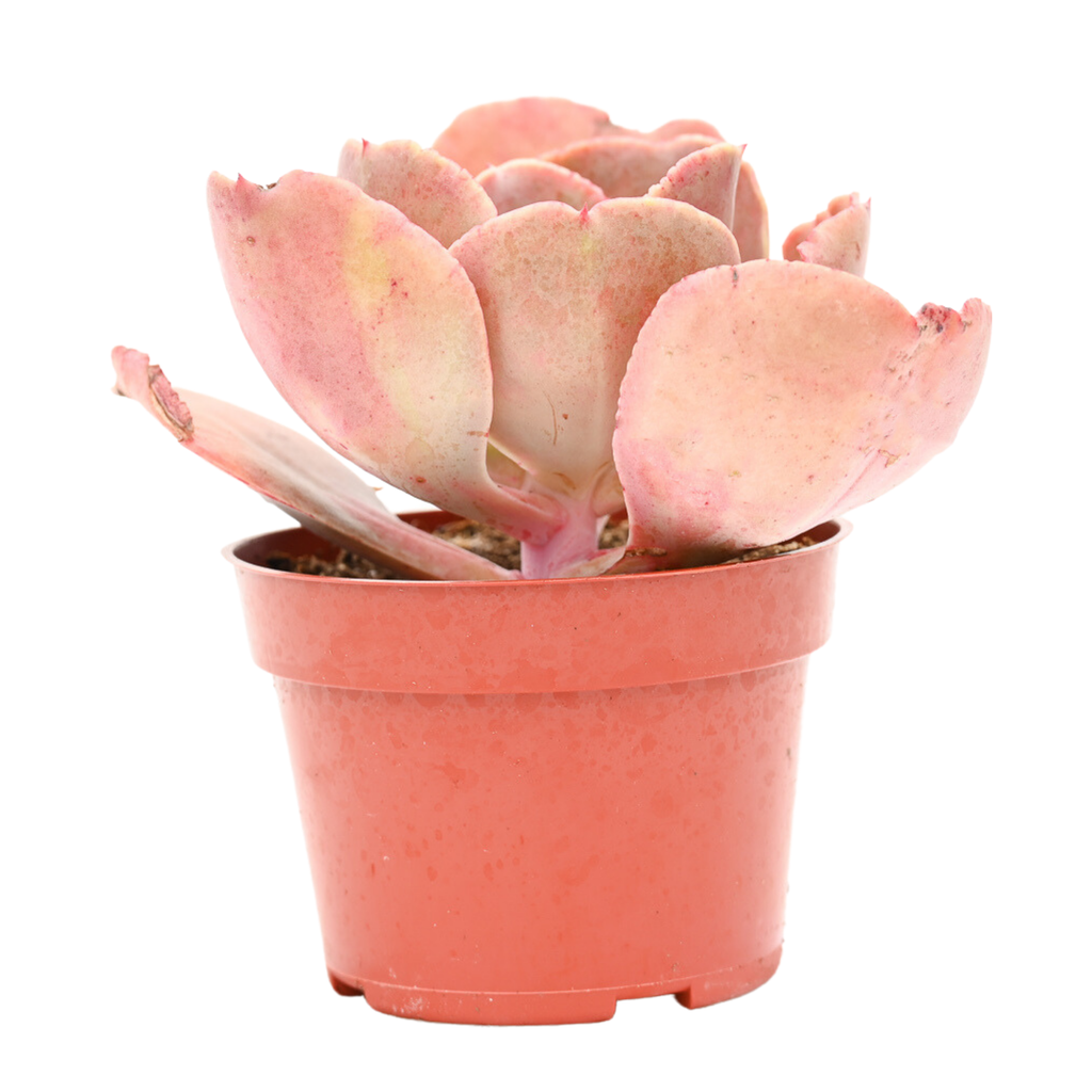 echeveria glauca variegata Echeveria Glauca Bronze for Sale| Pink Succulents for Sale