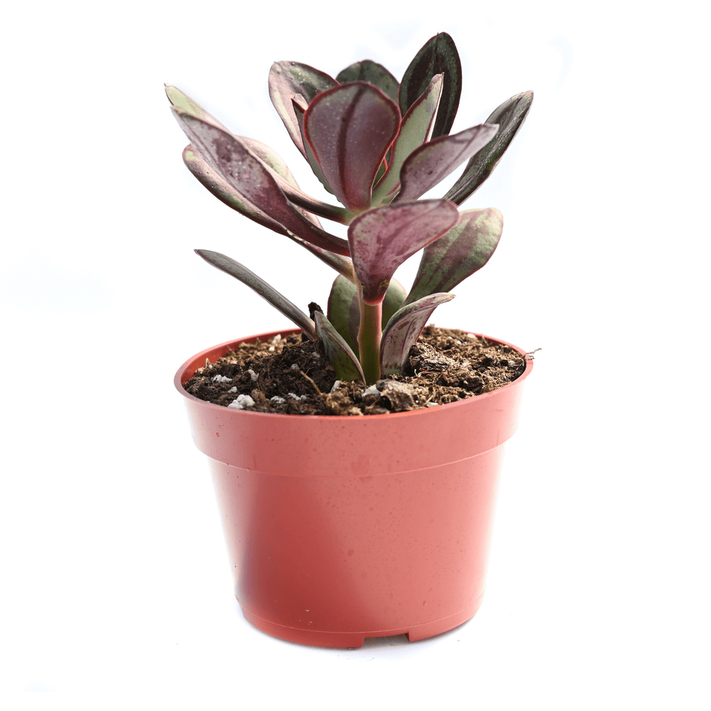 echeveria nodulosa succulent Echeveria Nodulosa for Sale | Buy Echeveria Nodulosa
