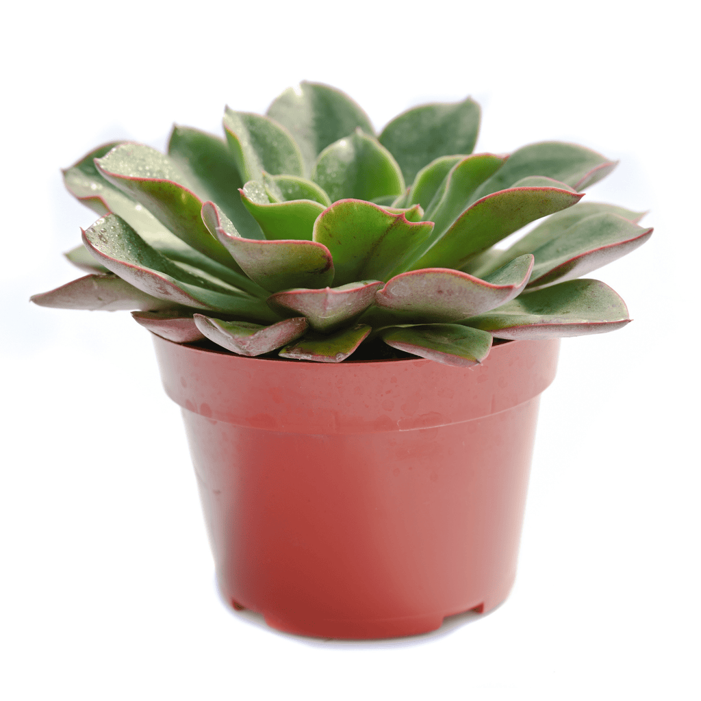 salsa succulent Echeveria Salsa Verde