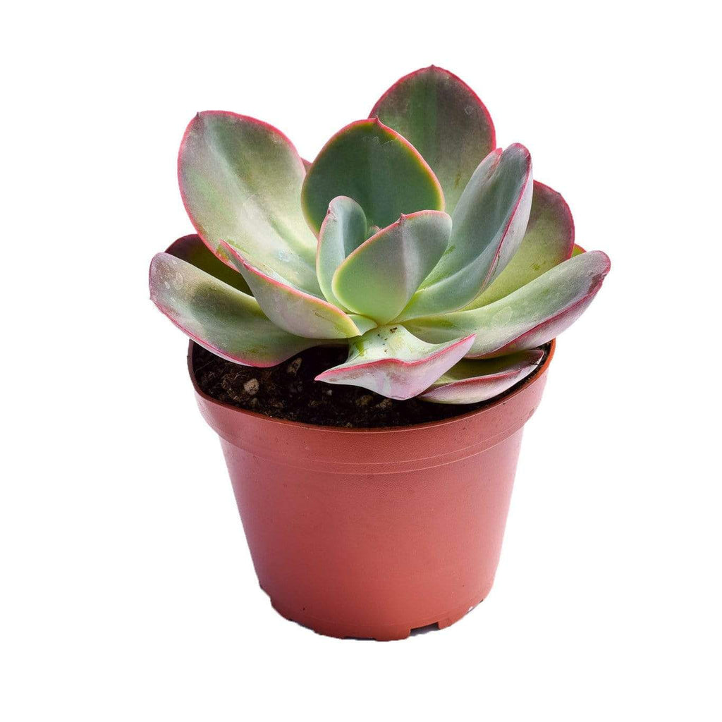 gigantea succulent Echeveria Gigantea Pelusida for Sale
