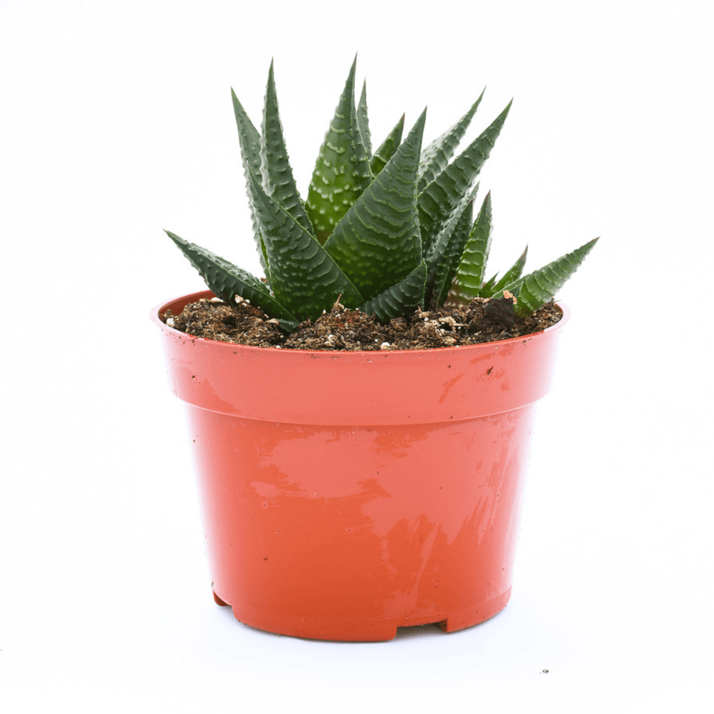 succulent haworthia Haworthia Limifolia for Sale| Succulents for Sale| Haworthia Shop