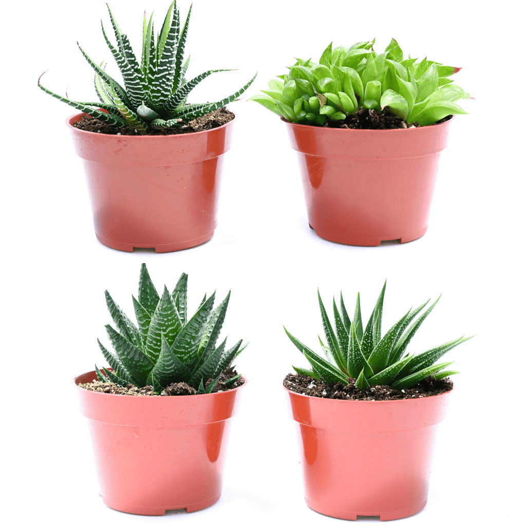 Indoor Succulents for Sale| Buy Succulents in Bulk| Succulent Market