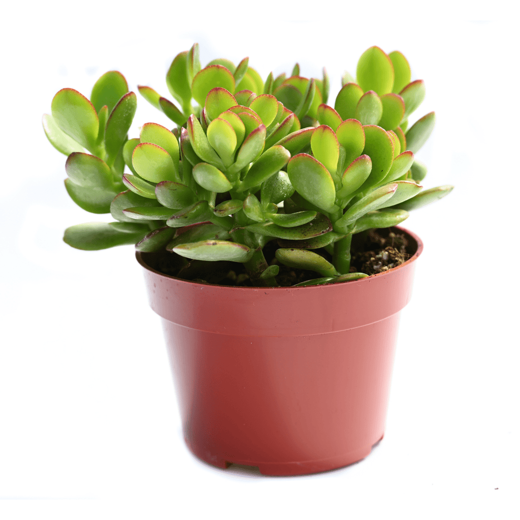 jade plants for sale near me Jade Succulent for Sale | Buy Jade Plant