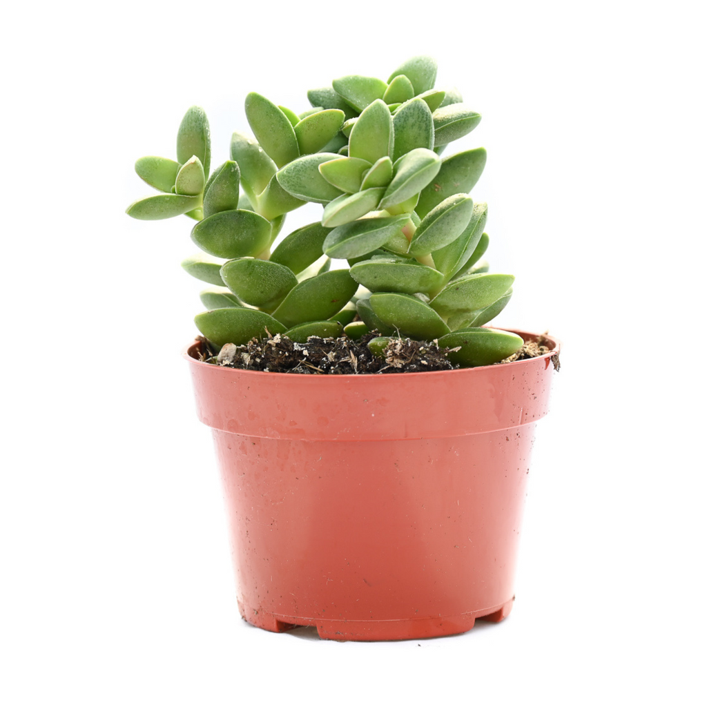 golden succulent plant Sedum Adolphii Golden