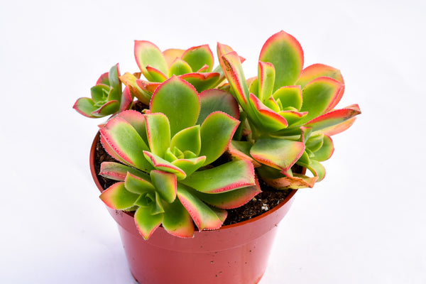 What Are the Types of Aeonium? Here's a Review and The Top Four Types of Aeonium