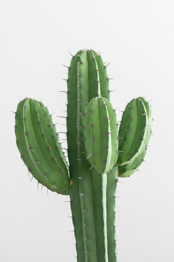 Are Succulents Cacti?