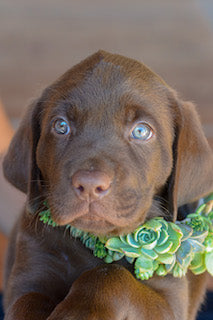 Are Succulents Poisonous To Dogs?