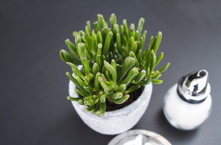 Best Indoor Succulents for Beginners