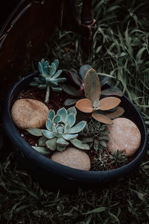 Can Succulents Live Outside?