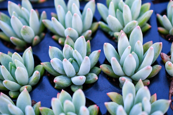 Do’s and Dont's for Succulent Plants