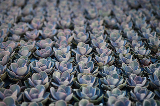 How to Care for Cactus and Succulents