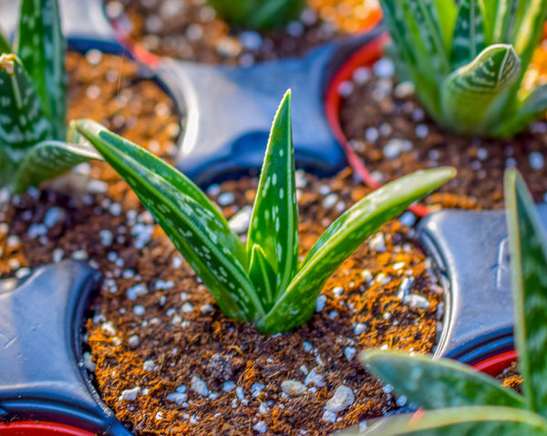 Succulents: Natural Air Purifiers