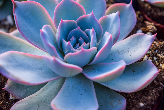 The Best Place to Buy Succulents Online| What Makes Us Special?