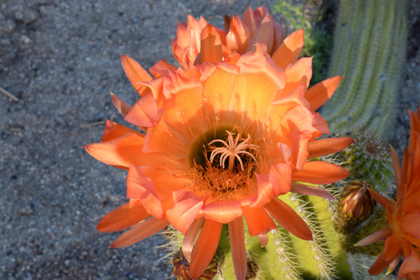 Which Cactus Blooms at Night and Why?
