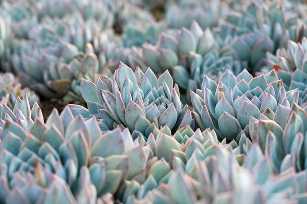 Where Do Succulents Come From?