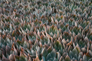 Cool Succulents