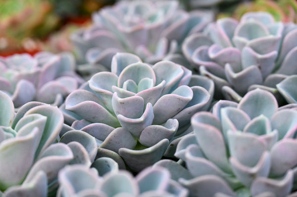 Top 5 Uses for Succulent Plants