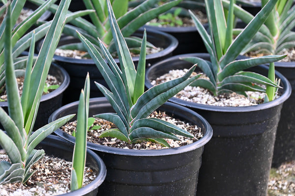 Succulents Are Eco-Friendly in 5 Ways