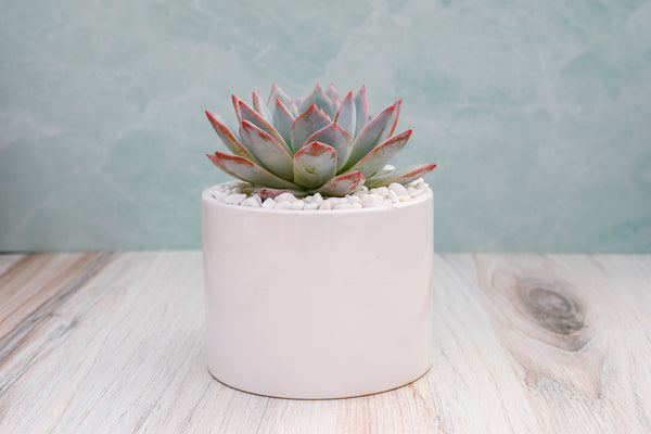 Corporate Succulent Gifts Grow Business
