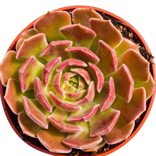 One of the best echeveria succulents is brown rose, due to its distinctive pattern and colorings.