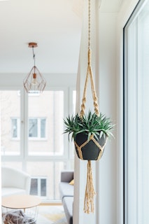 Ways Indoor Succulents Elevate You Interior Design