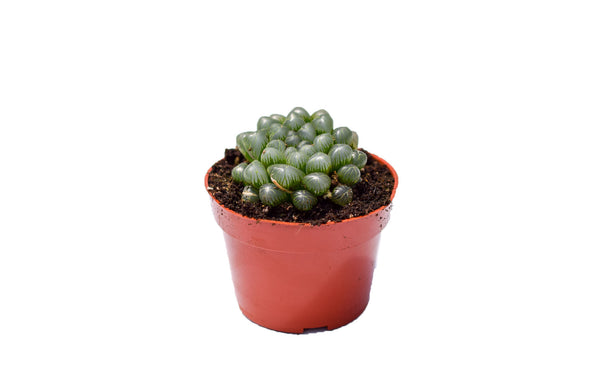 Easiest Succulents To Grow Indoors