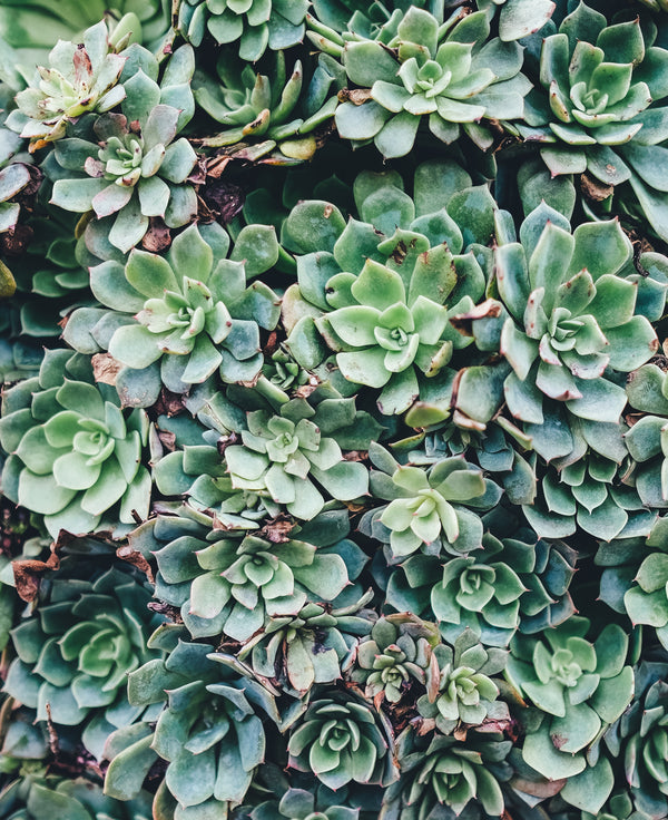 How To Transplant Succulents
