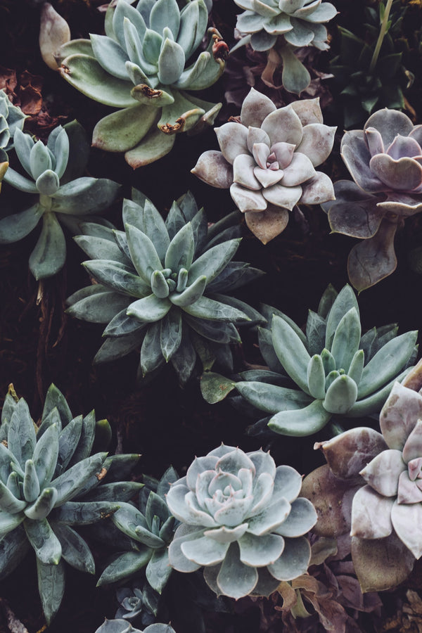 how to propagate succulents 